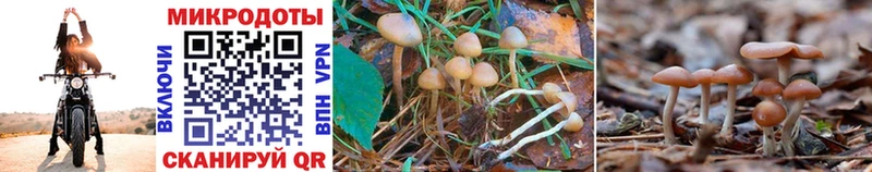 Псилоцибиновые грибы Cubensis  Цимлянск 